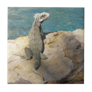Carreau Photographie de la faune tropicale Iguana à St. Th
