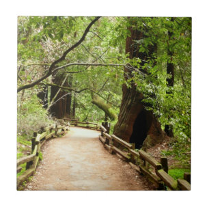 Carreau Photographie de la nature du chemin de Muir Woods 