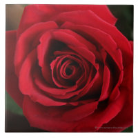 Photographie de rose rouge