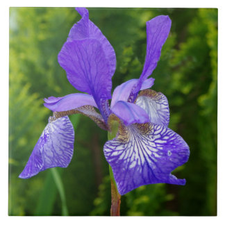 Carreau Photographie florale d'Iris sybirica