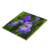 Carreau Photographie florale d'Iris sybirica (Côté)