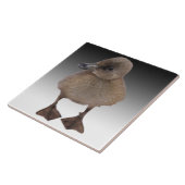 Carreau Photographie grise adorable de caneton (Côté)