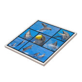 Carreau Photos multiples de dauphins (Côté)