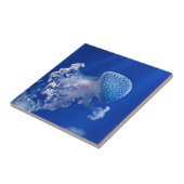 Carreau Phyllorhiza Punctata (Côté)