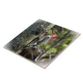 Carreau Pic à ventre rouge (Côté)