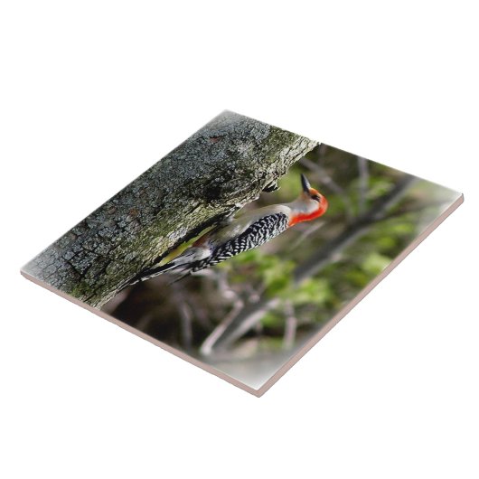 Carreau Pic à ventre rouge (Côté)