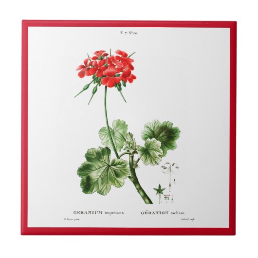 CARREAU PIERRE-JOSEPH REDOUTÉ "GERANIUM ROUGE" TILE CÉRAMI (Devant)