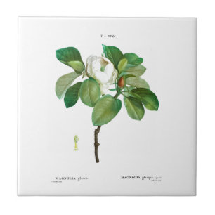 CARREAU PIERRE-JOSEPH REDOUTÉ MAGNOLIA TILE CÉRAMIQUE