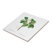 CARREAU PIERRE-JOSEPH REDOUTÉ MAGNOLIA TILE CÉRAMIQUE (Côté)