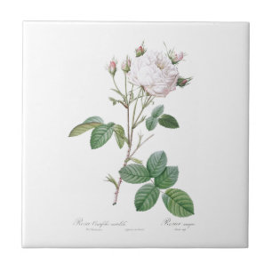 CARREAU PIERRE-JOSEPH REDOUTÉ "ROSE CABBAGE" TILE CÉRAMIQU