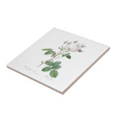 CARREAU PIERRE-JOSEPH REDOUTÉ "ROSE CABBAGE" TILE CÉRAMIQU (Côté)