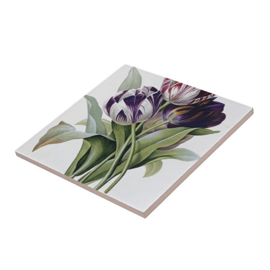 Carreau Pierre Joseph Redoute - Tulips (Côté)