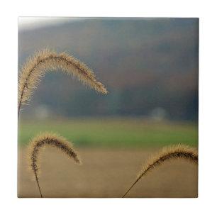Carreau Pierres de semences de graminées