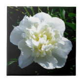 Carreau Pies blanches (Devant)