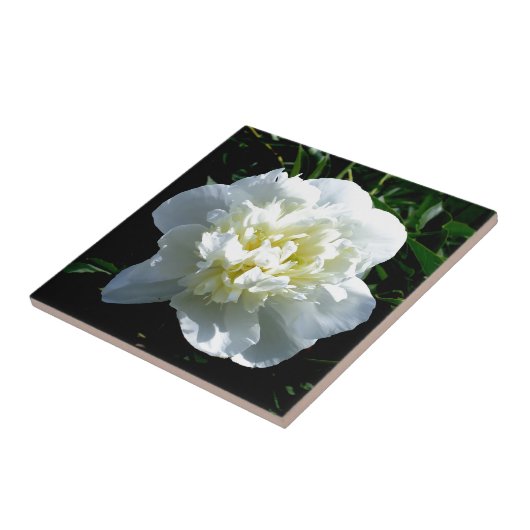 Carreau Pies blanches (Côté)