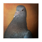 Carreau Pigeon (Devant)