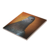 Carreau Pigeon (Côté)