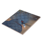 Carreau pigeon couronné (Côté)