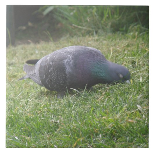 Carreau Pigeon Dormant (Devant)