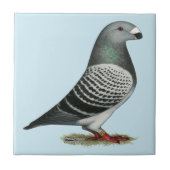 Carreau Pigeon Show Racer Blue Check (Devant)