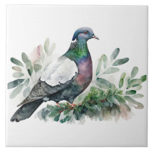 Carreau Pigeon Sur Un Arbre D'Épinette
