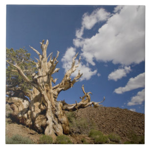 Carreau Pin Bristlecone dans l'Ancient Bristlecone Forest,