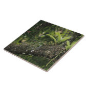 Carreau Pine Pink, Bletia purpurea, floraison sur Mango (Côté)