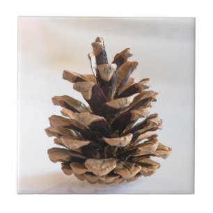 Carreau Pinecone