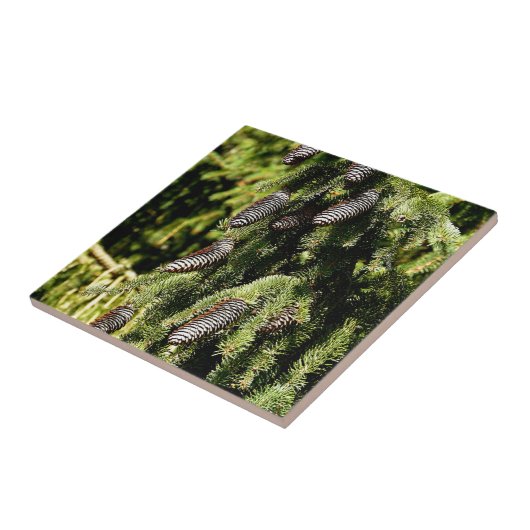 Carreau Pinecones (Côté)