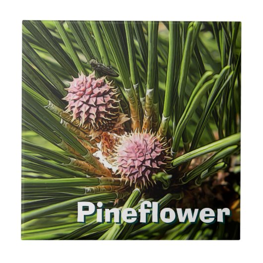 Carreau Pinefer (Devant)