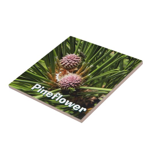 Carreau Pinefer (Côté)