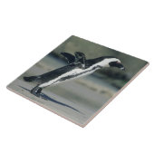 Carreau Pingouin africain (Côté)