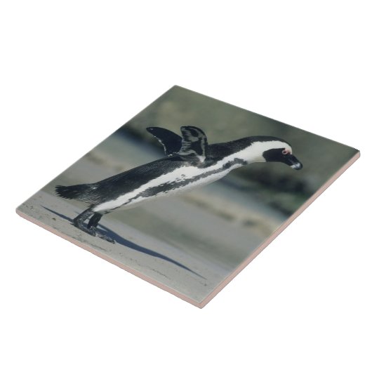 Carreau Pingouin africain (Côté)