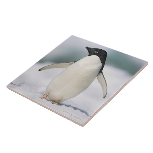 Carreau Pingouin d'Adelie, plan rapproché (Côté)