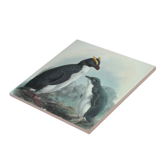 Carreau Pingouin de Rockhopper (Côté)