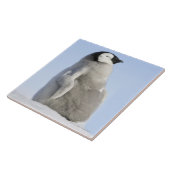 Carreau Pingouin d'empereur de bébé, île de colline de (Côté)