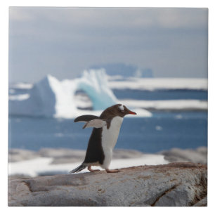 Carreau Pingouin devant une arche de glace