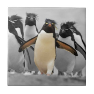 Carreau Pingouins de Rockhopper