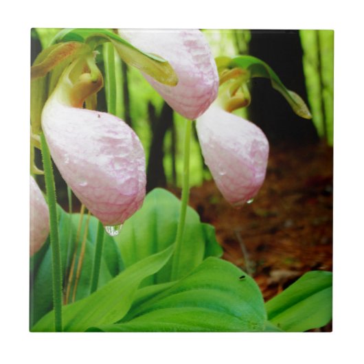 Carreau Pink Lady Slipper sauvage orchidée (Devant)