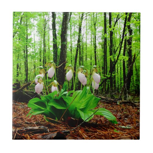 Carreau Pink Lady Slipper sauvage orchidée (Devant)