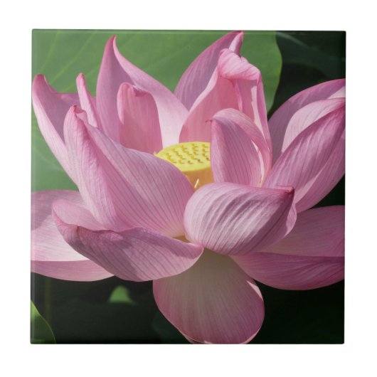 Carreau Pink Lotus Flower IV (Devant)