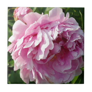 Carreau Pink Peony photo cottage ferme jardin fleuri