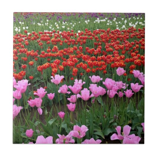 Carreau Pink & Red Tulip Field, Oregon (Devant)
