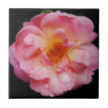 Carreau Pink Rose w/ Dew Drops Black Background<br><div class="desc">Rose rose avec gouttes de pluie Arrière - plan noir Apportez la beauté de la nature à toutes les occasions spéciales avec cette Rose rose populaire, Parfait pour les fiançailles mariage, fêtes de mariée, anniversaires, anniversaires, fêtes de jardin Ajouter un texte sur Produits. Tout est entièrement personnalisable. Pour ajouter/modifier le...</div>