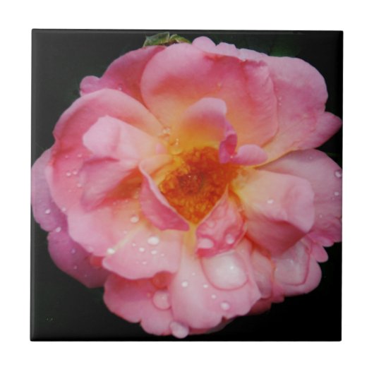 Carreau Pink Rose w/ Dew Drops Black Background (Devant)
