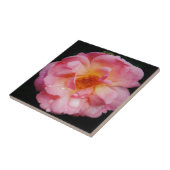 Carreau Pink Rose w/ Dew Drops Black Background (Côté)