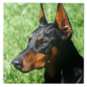 Carreau Pinscher de dobermann