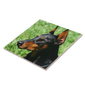 Carreau Pinscher de dobermann (Côté)