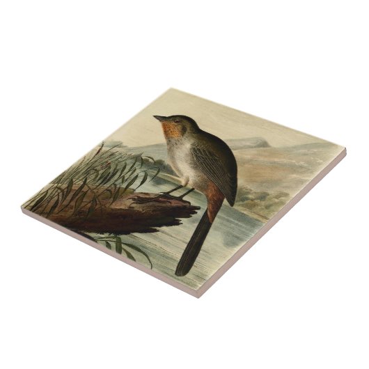 Carreau Pinson de Canon (Côté)