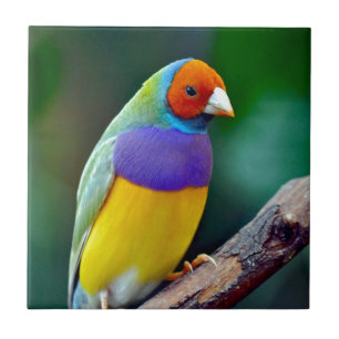 Carreau Pinson gouldian coloré